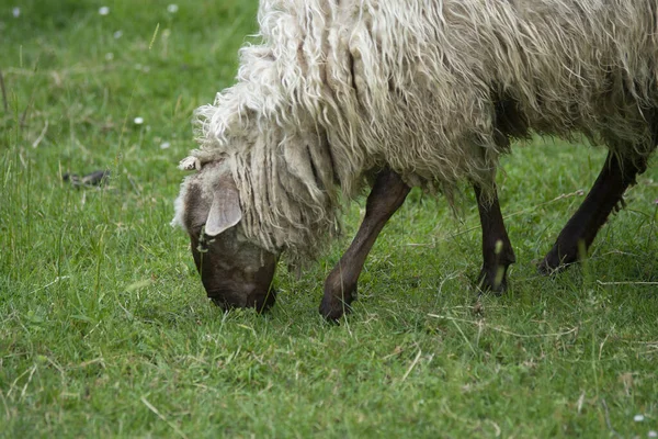 Ovce Jedí Trávu Farmě Baskicku Španělsko — Stock fotografie