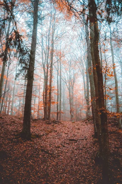 가을에 나무와 수직낮은 — 스톡 사진