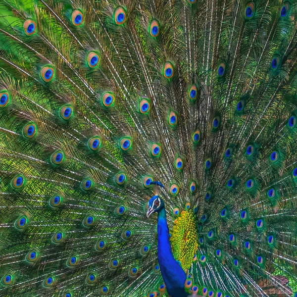 Dech Beroucí Pohled Páva Otevřeným Ocasem — Stock fotografie