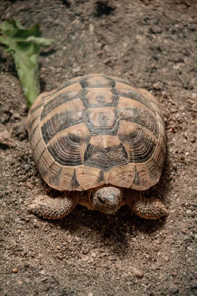Vertical Closeup Turtle Outdoors Daylight — Stock Photo, Image