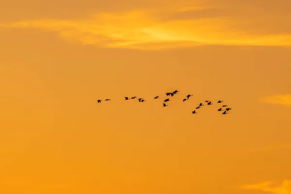 Vacker Utsikt Över Fåglar Som Flyger Den Orangefärgade Luften Solnedgången — Stockfoto