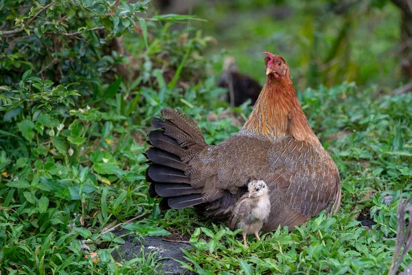 在绿草上的母鸡妈妈带着小鸡 — 图库照片