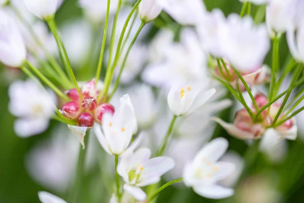 Detailní Záběr Bílých Květin Zahradě Rozmazané Pozadí — Stock fotografie