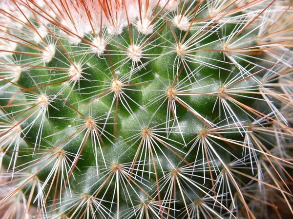 Ett Makro Skott Kaktus Spikar — Stockfoto