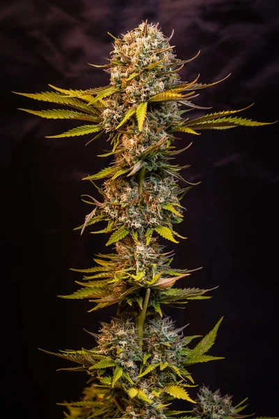 Grenarna Medicinsk Marijuana Med Blomknoppar Mörk Bakgrund — Stockfoto