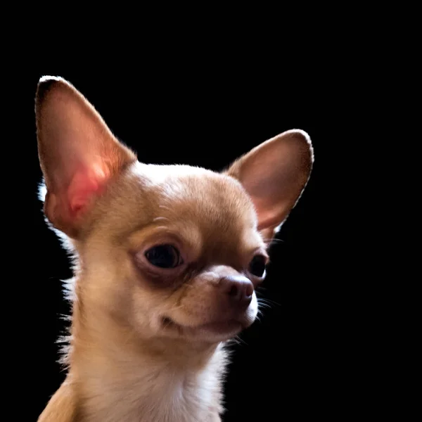 Närbild Bild Chihuahua Valp Mörk Bakgrund — Stockfoto