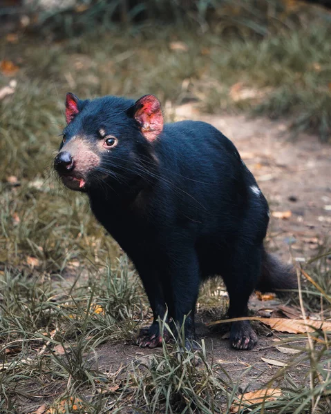 Eine Vertikale Aufnahme Eines Tasmanischen Teufels Auf Einer Wiese — Stockfoto
