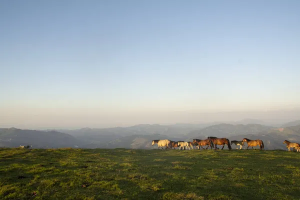 Konie Spacerujące Górach Baskijskiego Kraju Hiszpanii — Zdjęcie stockowe