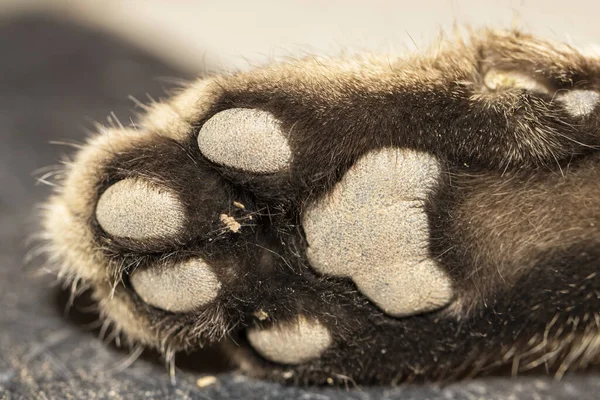 子猫のかわいい足のクローズアップショット — ストック写真