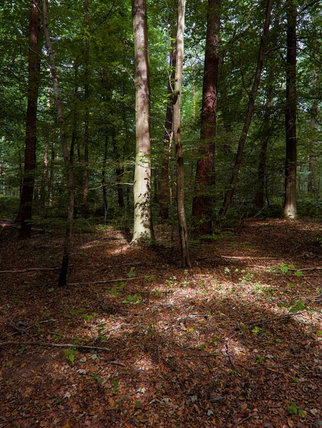 森の木々の緑の葉を通して地面に落ちるサンビームの景色 — ストック写真