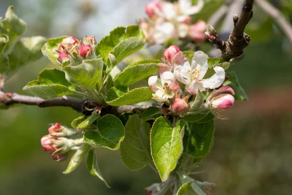 Close Shot Apple Tree Blossoms Springtime Malus Domestic — Photo