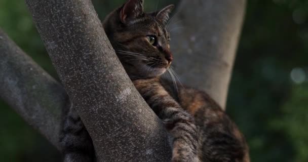 Gato Jardim — Vídeo de Stock