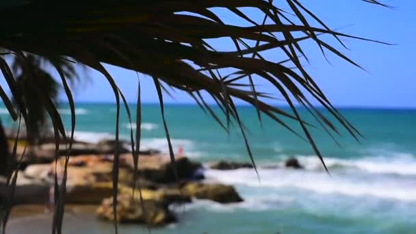 Tropical Beach Palm Tree Sand — Stock Video