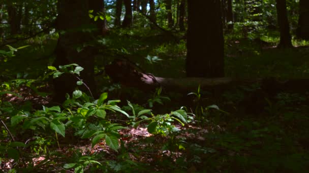 在美丽的森林里生长着放肆的植物 — 图库视频影像