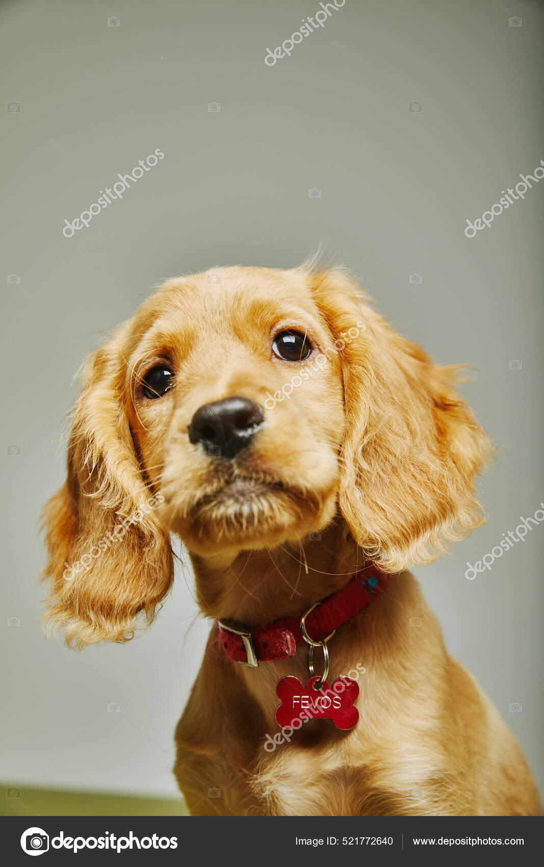 Vertical Shot Cute English Cocker Spaniel Collar Isolated Gray