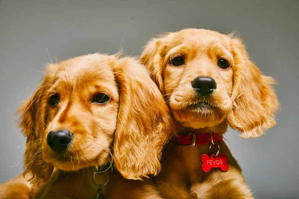 两只可爱的褐色英国球衣西班牙犬 领子孤立在灰色背景下 — 图库照片