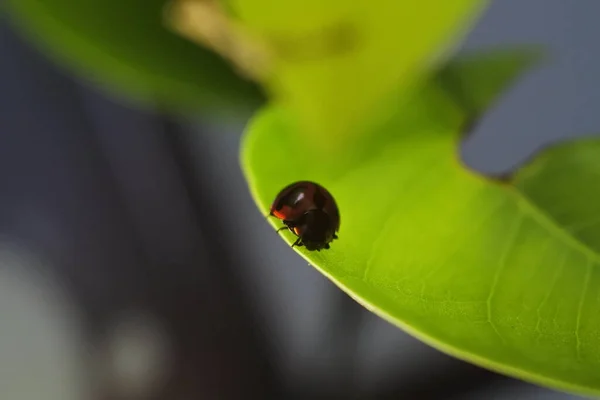 Uma Pequena Joaninha Rastejando Uma Folha Verde Danificada — Fotografia de Stock