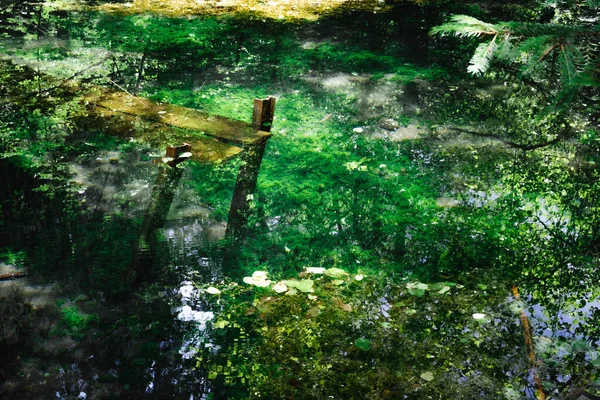 Uma Vista Panorâmica Lago Uma Floresta Clima Ensolarado — Fotografia de Stock