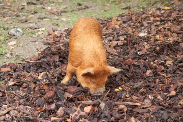 Ein Wildschwein Wald — Stockfoto