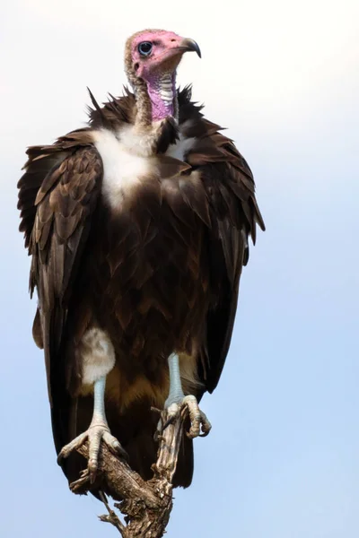 Enfoque Selectivo Vertical Pájaro Buitre Marrón Posado Sobre Una Rama — Foto de Stock