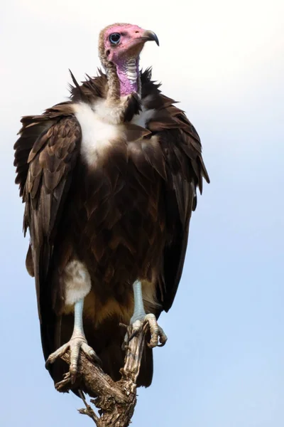 Ein Vertikaler Selektiver Fokus Eines Braungeiervogels Der Auf Einem Ast — Stockfoto