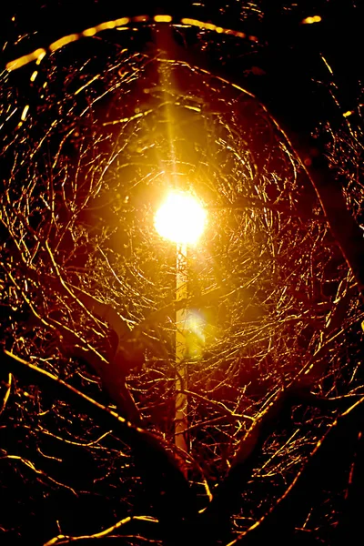 Tiro Vertical Sol Brilhando Através Galhos Árvore — Fotografia de Stock