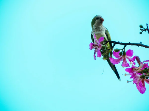 一只绿色的鹦鹉栖息在开着花的树枝上 — 图库照片
