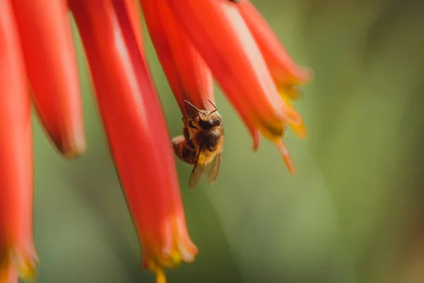 Egy Közeli Felvétel Vörös Aloe Virágok Zöld Homályos Háttér — Stock Fotó