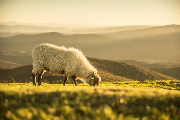 Sheep Grazing Basque Mountains — Stock Photo, Image