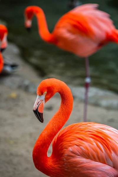 Vertical Shot Flamingos Habitat — Stock Photo, Image