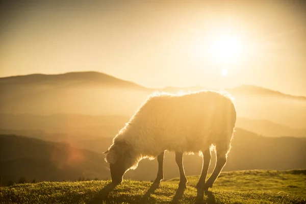 Schafe Weiden Auf Dem Land — Stockfoto