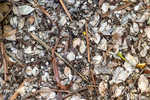 Eine Nahaufnahme Des Mit Ästen Und Trockenen Blättern Bedeckten Bodens — Stockfoto
