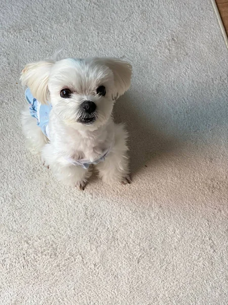 Tiro Ângulo Alto Filhote Cachorro Maltês Branco Adorável — Fotografia de Stock