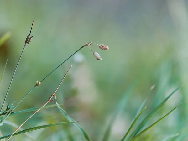 Focus Selettivo Colpo Crescente Carice — Foto Stock