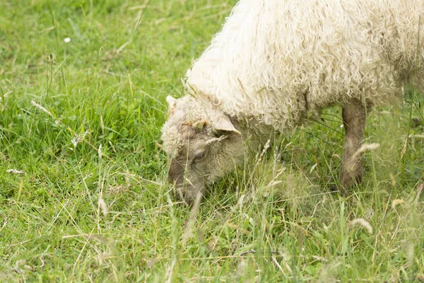 Ovelhas Comendo Grama Uma Fazenda País Basco Espanha — Fotografia de Stock