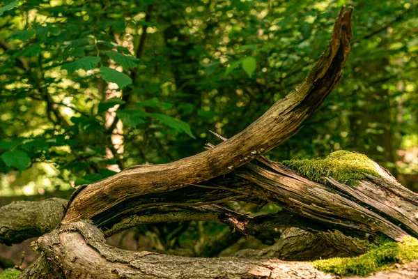 Detailní Záběr Strom Lese — Stock fotografie