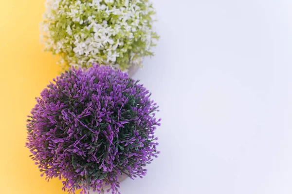 Planta Florescente Vaso Terracota Com Flores Brancas Lilás Sobre Fundo — Fotografia de Stock