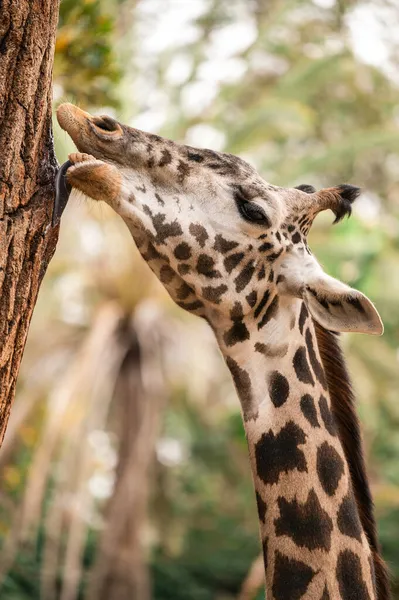 Gros Plan Vertical Une Girafe Léchant Arbre Extérieur Pendant Lumière — Photo