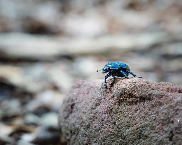 Tiro Perto Escaravelho Sagrado Uma Pedra Fundo Borrado — Fotografia de Stock