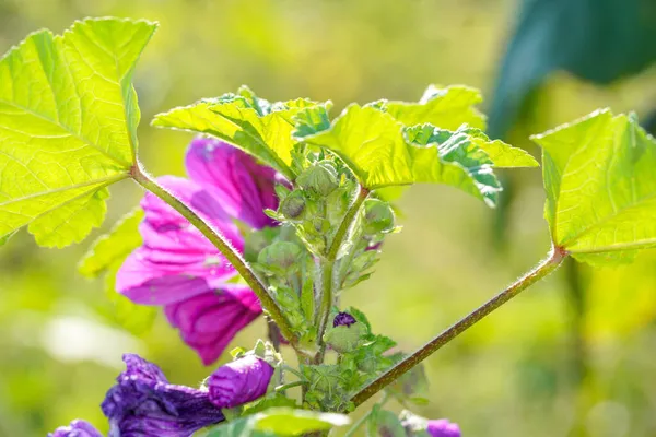 Primer Plano Geranio Morado Bajo Luz Del Sol —  Fotos de Stock