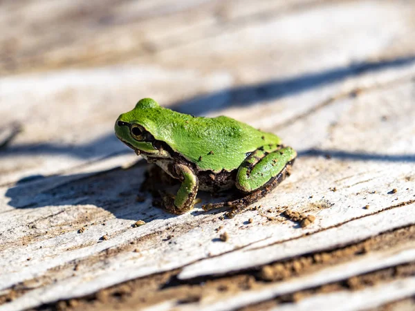 Closeup Japanese Tree Frog Wooden Plank Sunlight — Stock Photo, Image