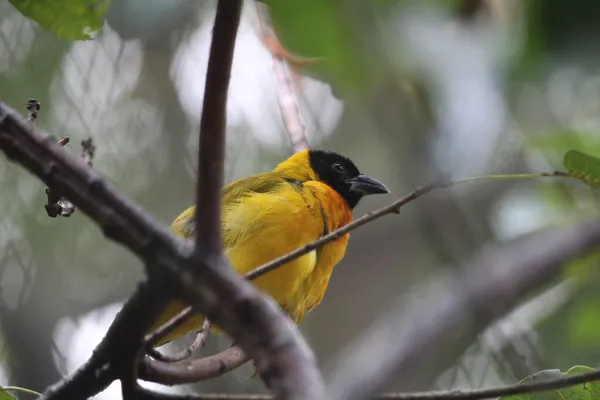 Крупним Планом Красивий Жовтий Птах Бойовик Дереві — стокове фото