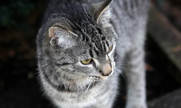 Eine Nahaufnahme Einer Entzückenden Pelzigen Katze — Stockfoto