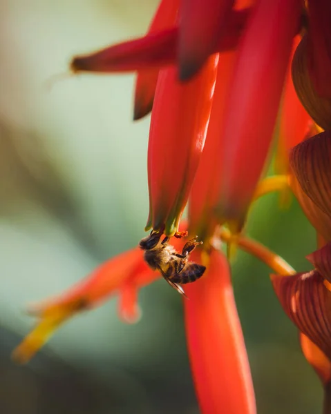 Sebuah Gambar Close Bunga Aloe Merah Pada Latar Belakang Kabur — Stok Foto