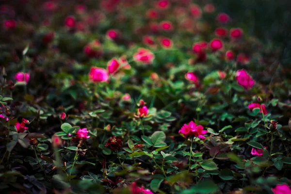 春にはピンクのバラの美しい畑 — ストック写真