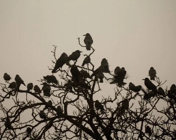 カラスの群れが枯れ木の周りを飛び回り — ストック写真