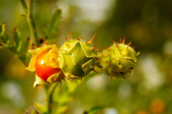 Zbliżenie Owoców Lepkiej Jagody Mały Kolczasty Pomidor Kolorowy Kontrast Szczegółami — Zdjęcie stockowe