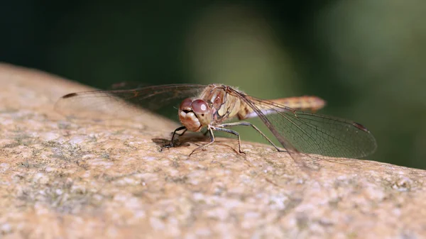 Selective Focus Shot Dragonfly Perched Stone — Stock Photo, Image