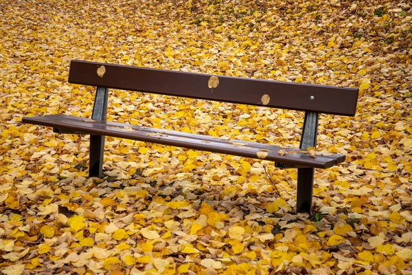 Крупный План Деревянной Скамейки Парке Покрытом Сушеными Листьями Осенью — стоковое фото