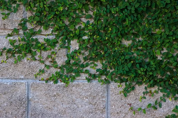Eine Nahaufnahme Eines Schönen Grünen Baumblattes Das Auf Einer Steinigen — Stockfoto